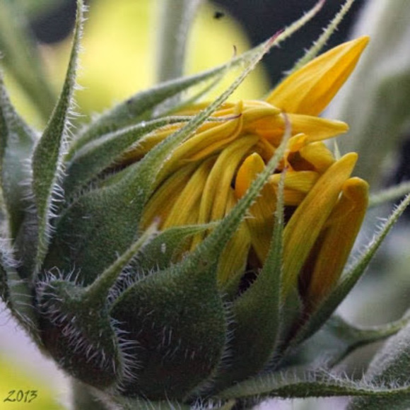 Meet your Posher, Lisa - Picture 1 of 1